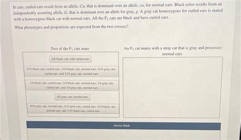 in cats curled ears result from an allele|Genetics Chp3: Suggested Questions Flashcards .